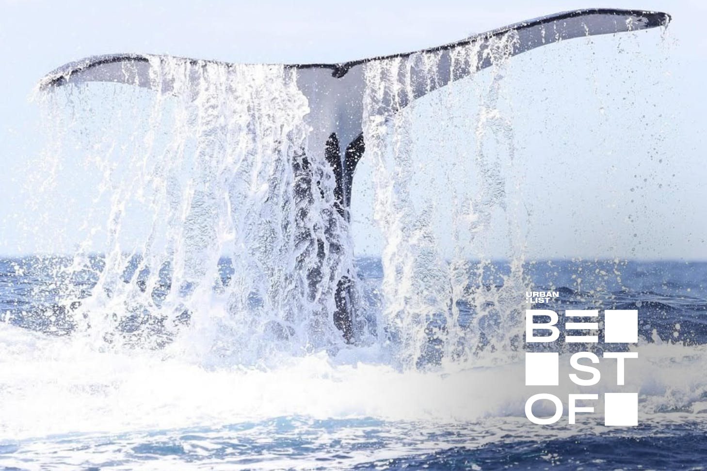 best whale watching spots in sydney and nsw